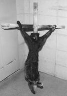 Ritual killing and cruelty of an animal.