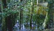Fire Island Bog
